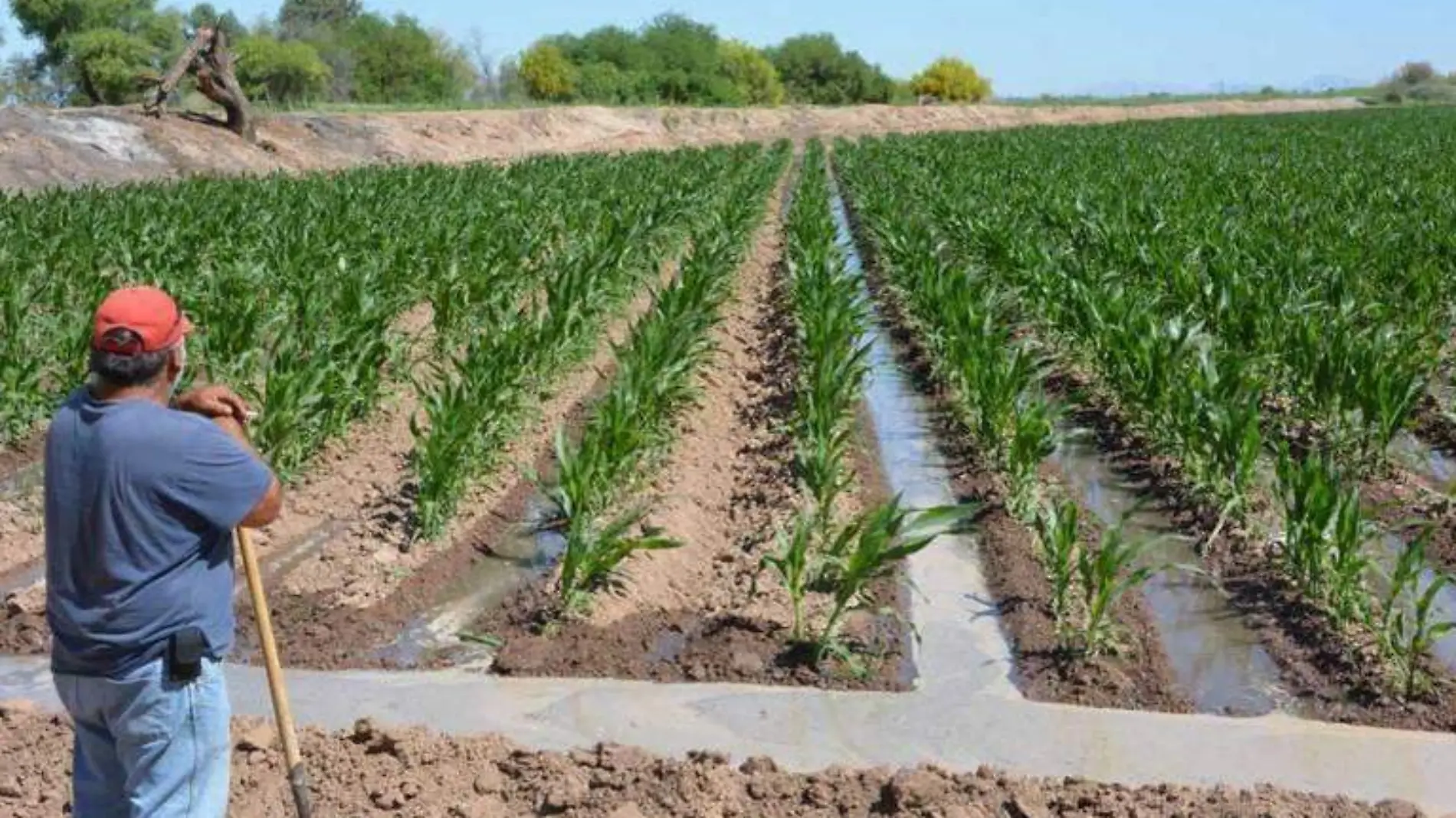 fertilizante el sol de parral